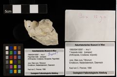 Foto (Objekt + Etiketten) von ? Isopoda indet. (NHMW-GEO-1990-0041-0097)